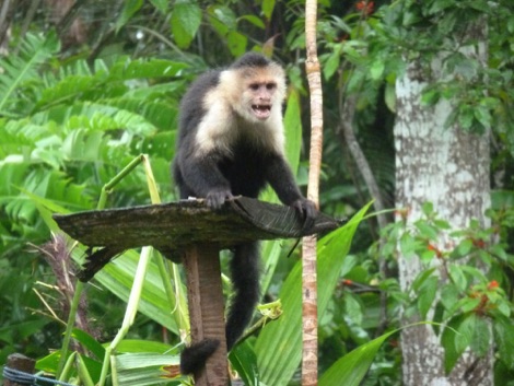 Monkey, Tree of Life